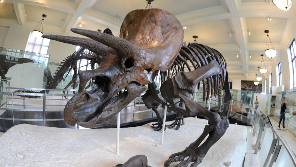 динозавр музей
